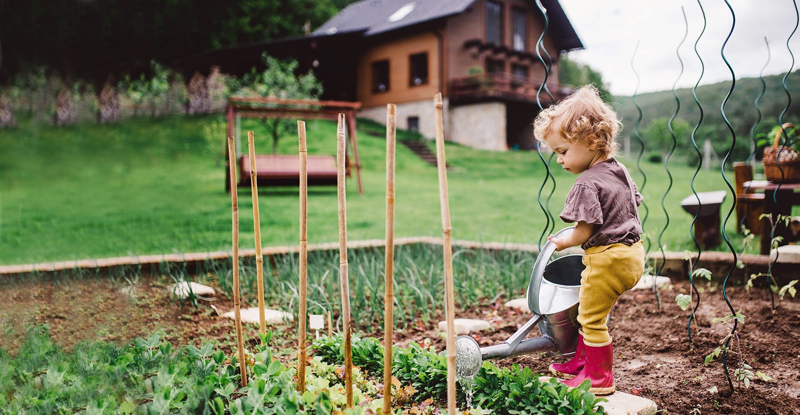  A child holds a metal watering can with both hands and waters a vegetable patch.